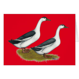 Ducks : Blue Magpies