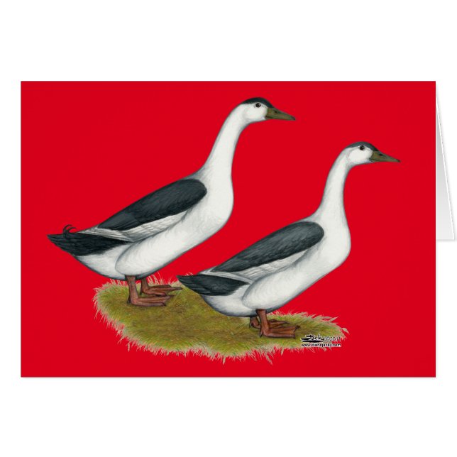 Ducks : Blue Magpies (Devant Horizontal)