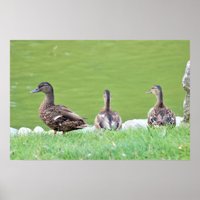 Ducks by Pond Poster (Devant)