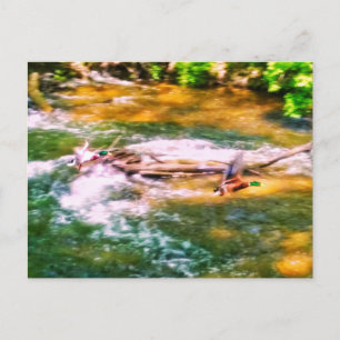 DUCKS EN CARTE POSTALE DE VOL