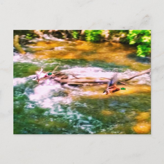 DUCKS EN CARTE POSTALE DE VOL (Devant)