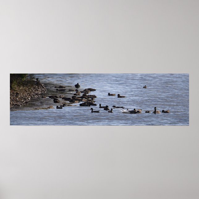 Ducks in Water Poster (Devant)