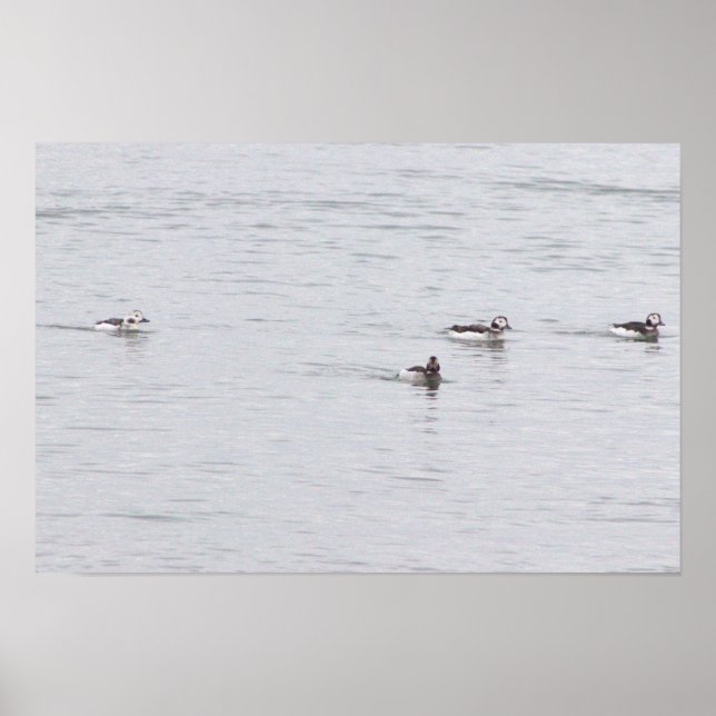 Ducks Photo Poster (Devant)