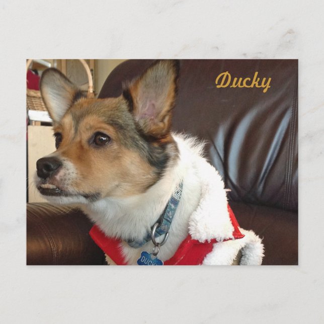 Ducky la carte postale du chien (Devant)