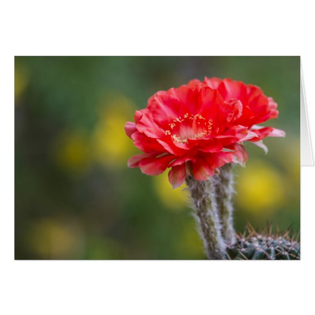 Duet de Firelight fleur de cactus (Devant horizontal)