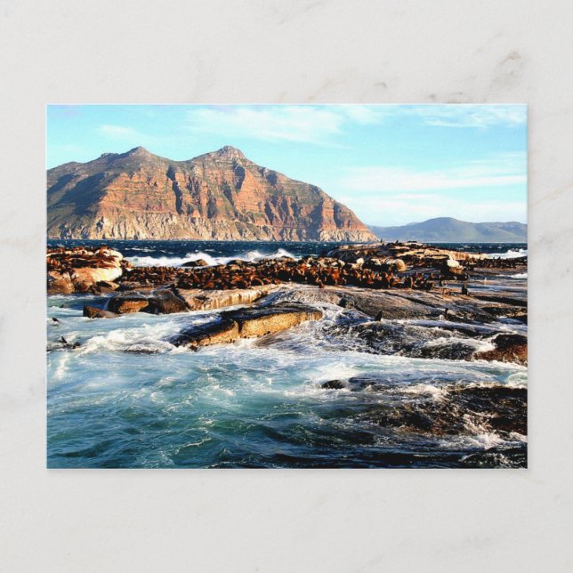 Duiker Island, Afrique du Sud Carte postale (Devant)