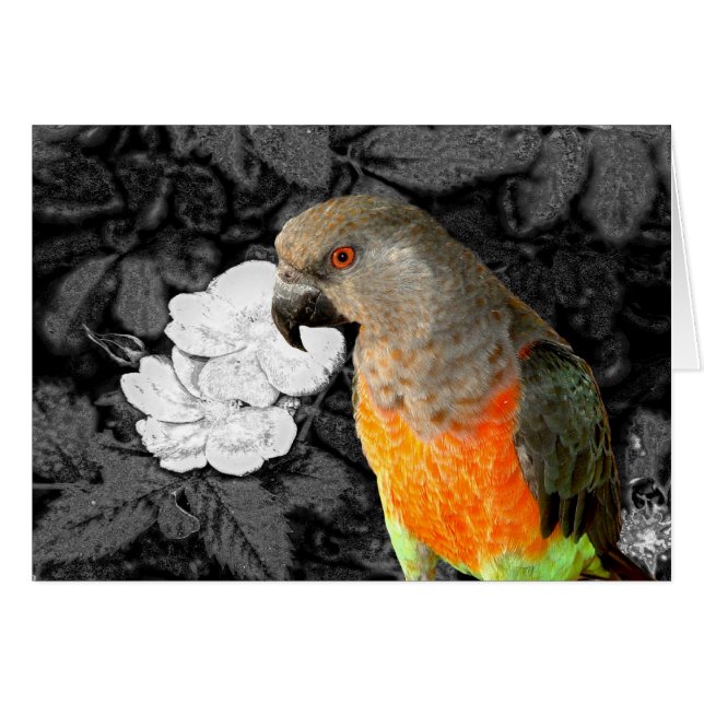 Dukie Duke (Devant horizontal)