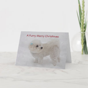 "D'un Joyeux carte de Bichon Noël velu"