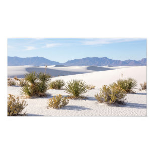 Dunes de sable blanc avec photo de buissons du dés