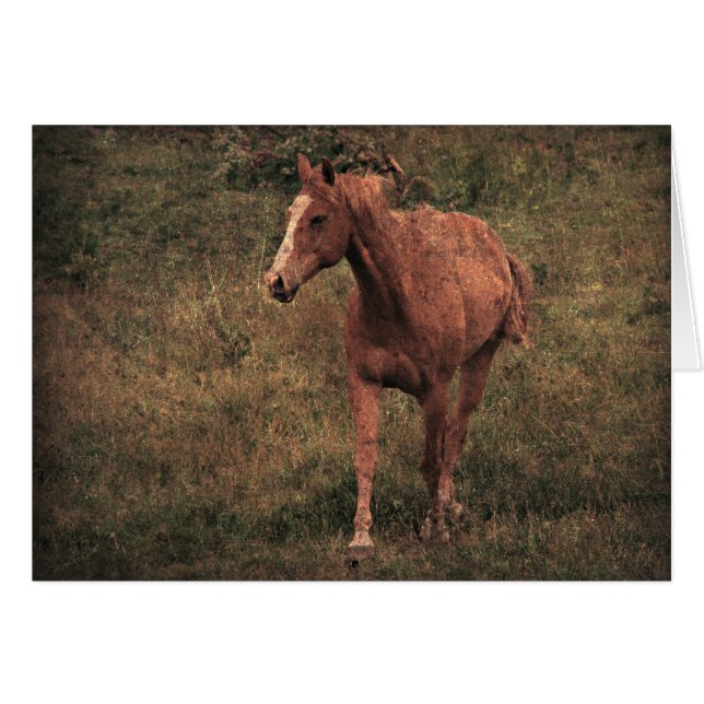 Dunnit (Devant horizontal)