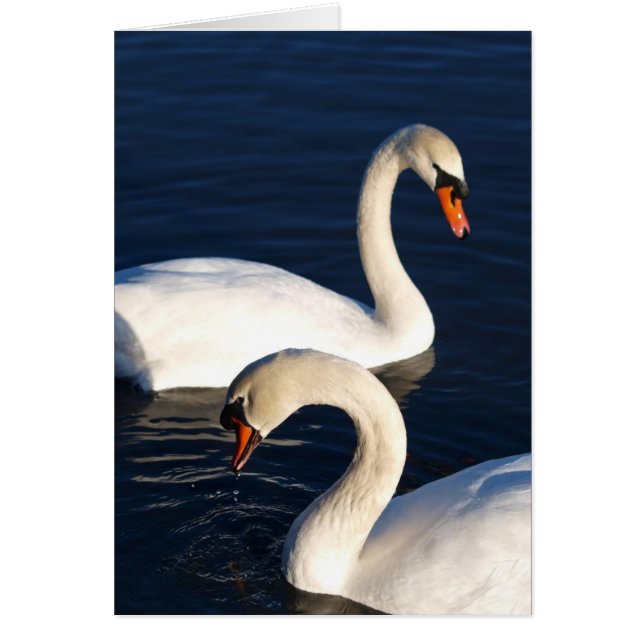 Duo de cygne (Devant)