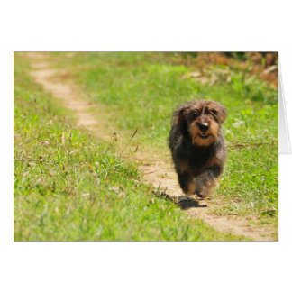 Durée du plaisir - Exécution de Dachshund