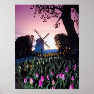 Dutch Windmill at Sunset in Holland Poster