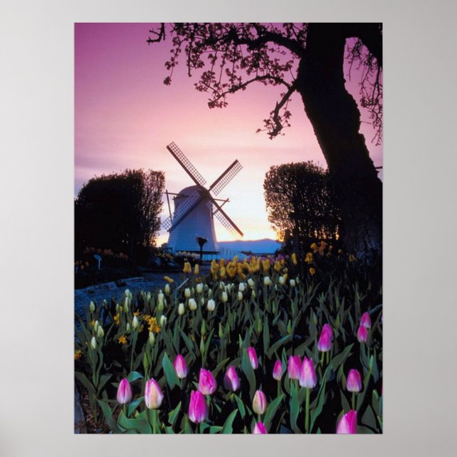 Dutch Windmill at Sunset in Holland Poster (Devant)