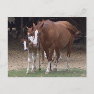 DX - Carte postale Chevaux de beauté