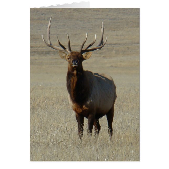 E59 Bull Elk (Devant)