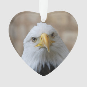 Eagle_2015_0201