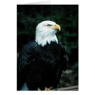 Eagle chauve