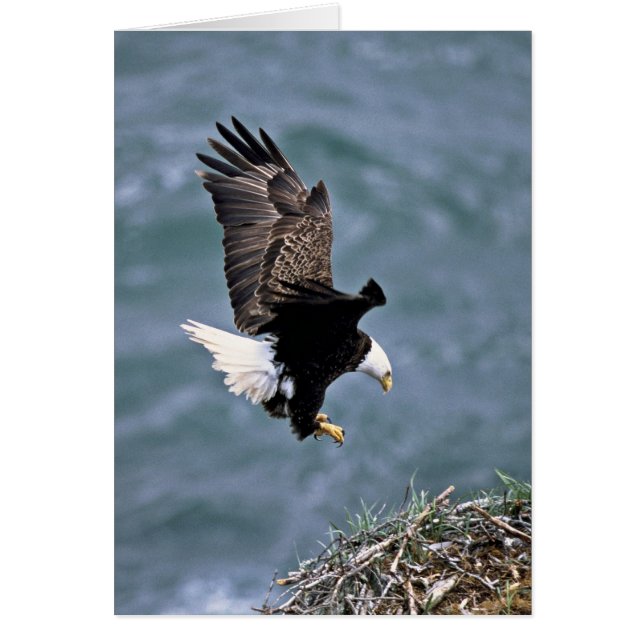 Eagle chauve (Devant)