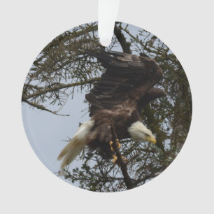 Eagle chauve de l'Alaska Etats-Unis