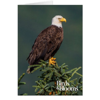 Eagle chauve majestueux
