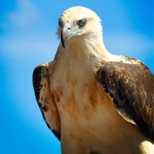 Eagle Design Motivational Inspiration Poster