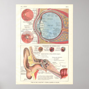 Ear & Eye Anatomy Poster in French
