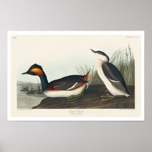Eared Grebe par Audubon Poster