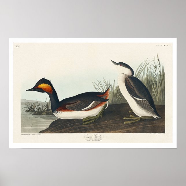Eared Grebe par Audubon Poster (Devant)