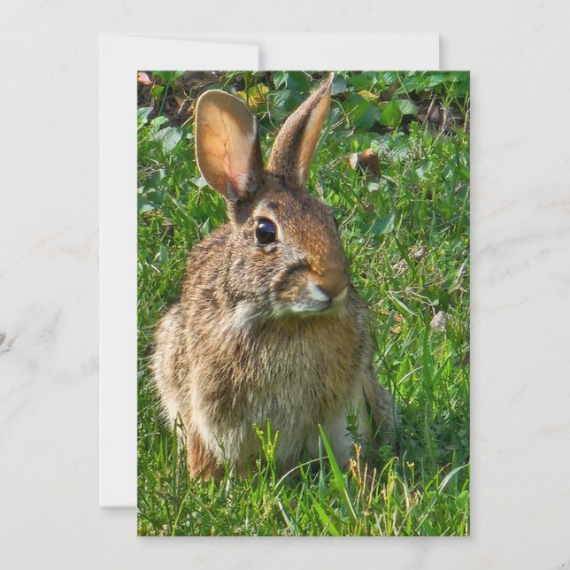 Eastern cottontail rabbit (Devant)