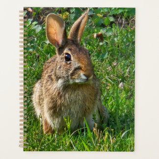 Eastern cottontail rabbit