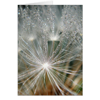 Eau brillante sur un pissenlit blanc