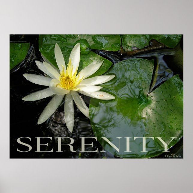 Eau Lily Serenity Inspiration Poster (Devant)