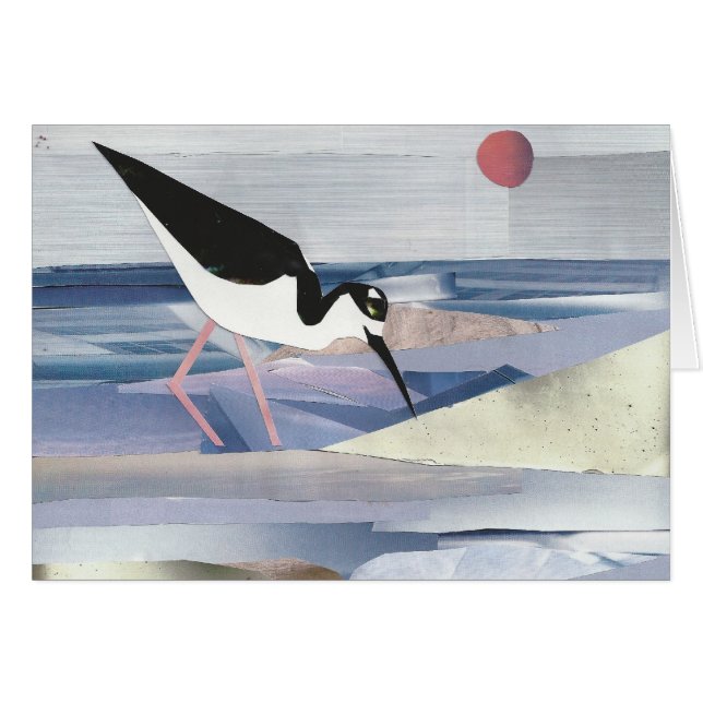 échasse Noir-étranglée (Devant Horizontal)