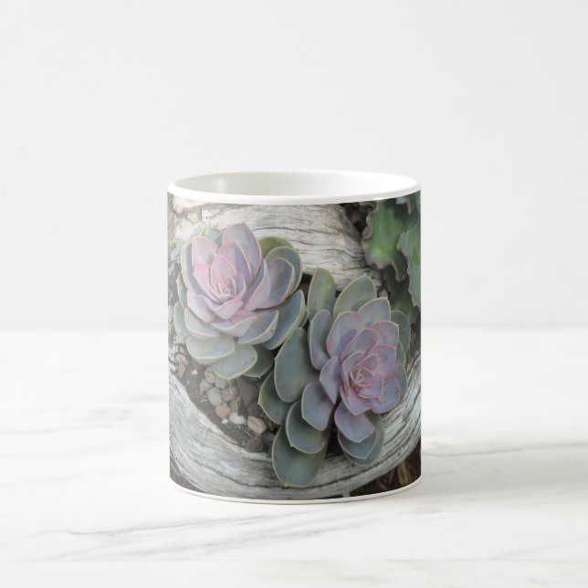 Echeveria Mug Succulent (Centre)