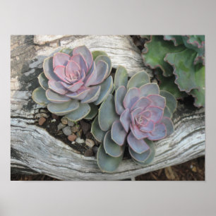 Echeveria Succulent Poster