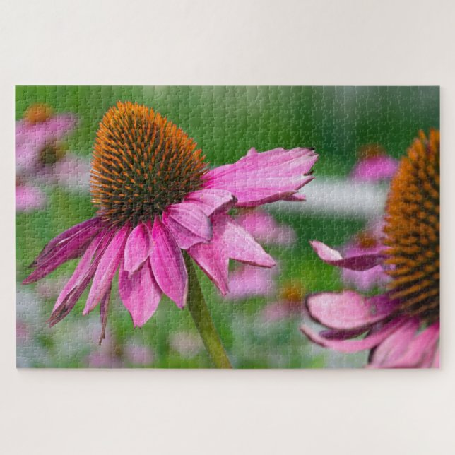 Echinacea Flower Jigsaw Puzzle (Horizontal)