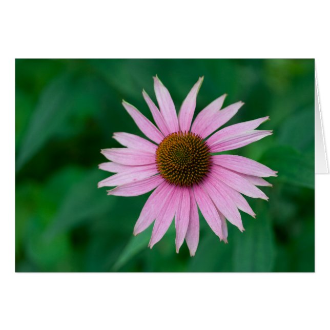 Echinacea purpurea (Devant horizontal)