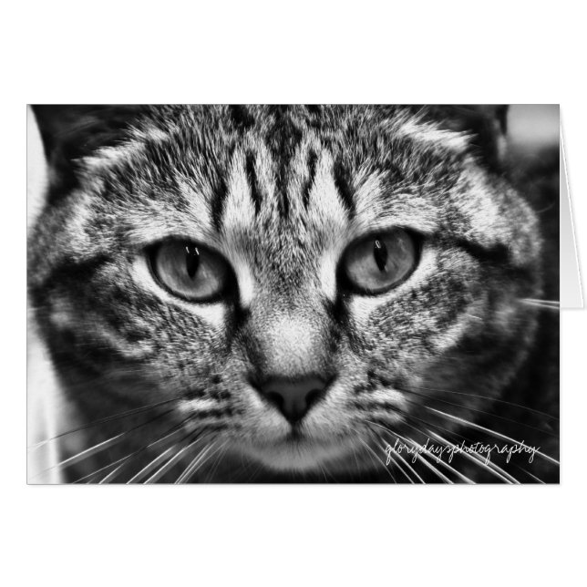 Écho (Devant horizontal)