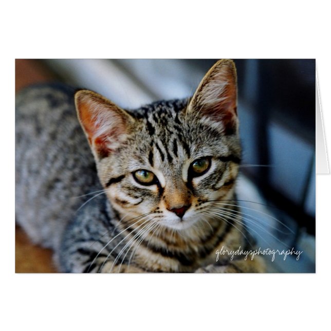 Echo, glorydaysphotography (Devant horizontal)