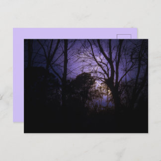 Éclairage dans les arbres Carte postale