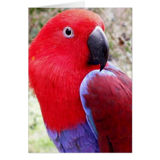 Eclectus Parrot (Devant)
