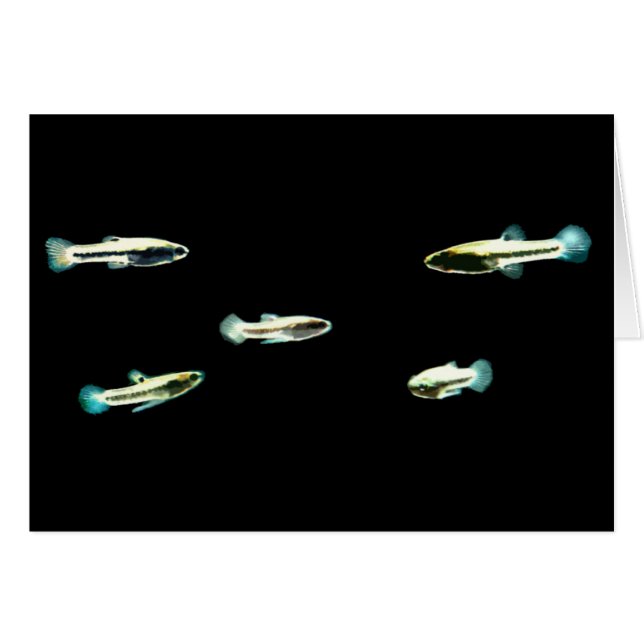 École du moindre Killifish (Devant horizontal)