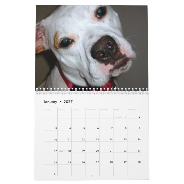Économies de Pitbull le calendrier de race (Jan 2027)