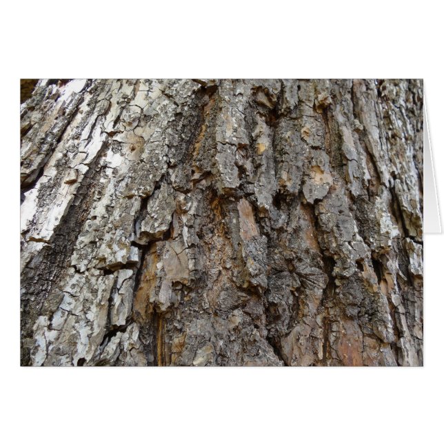 Écorce d'arbre IV Nature Abstraite (Devant Horizontal)
