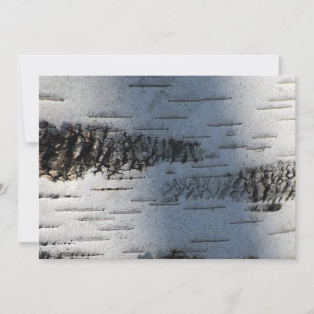 Écorce de bouleau 1291 (Devant)