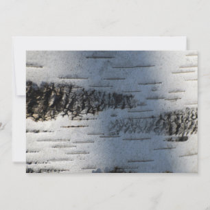 Écorce de bouleau 1291