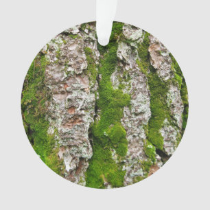 Écorce De Pin Arbre Avec Mousse