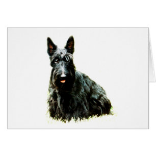 Écossais Terrier