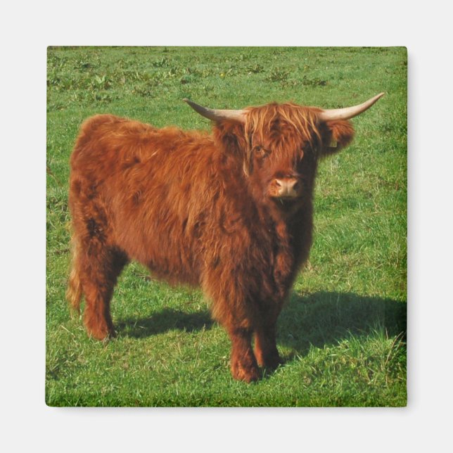 Écosse Highland Cattle Magnet (Devant)